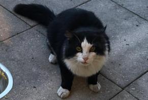 Alerte Découverte Chat Inconnu Forel (Lavaux) Suisse