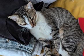 Alerte Disparition Chat croisement Femelle , 1 ans Bordeaux France