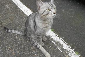 Alerte Découverte Chat  Mâle , 2 ans Toulouse France