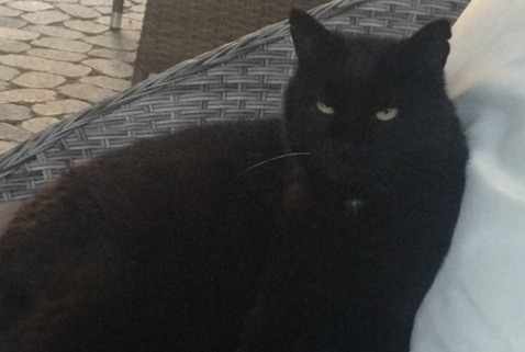 Alerte Disparition Chat Mâle , 15 ans Saint-Louis France