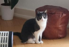 Avviso scomparsa Gatto  Femmina , 4 anni Payerne Svizzera