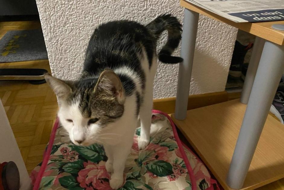 Avviso scomparsa Gatto Femmina , 1 anni Courtelary Svizzera
