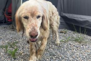 Avviso Ritrovamento Cane Maschio Bordères-sur-l'Échez Francia