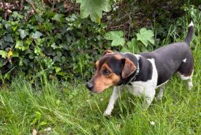 Avviso Ritrovamento Cane incrocio di razze Maschio Breuillet Francia