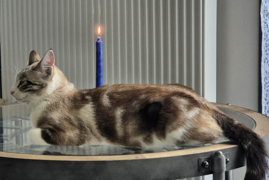 Avviso scomparsa Gatto incrocio di razze Femmina , 2 anni Villeneuve Svizzera