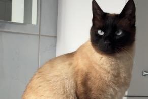Avviso scomparsa Gatto  Maschio , 3 anni Châtonnaye Svizzera