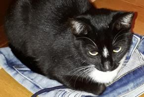 Avviso scomparsa Gatto incrocio di razze Femmina , 8 anni Tolochenaz Svizzera