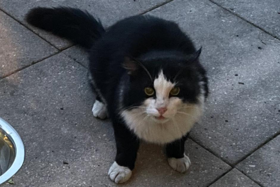 Avviso Ritrovamento Gatto Non conosciuta Forel (Lavaux) Svizzera