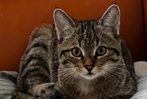 Avviso scomparsa Gatto  Femmina , 1 anni Vallorbe Svizzera
