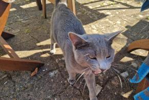 Avviso Ritrovamento Gatto Maschio , 1 anno Plobannalec-Lesconil Francia
