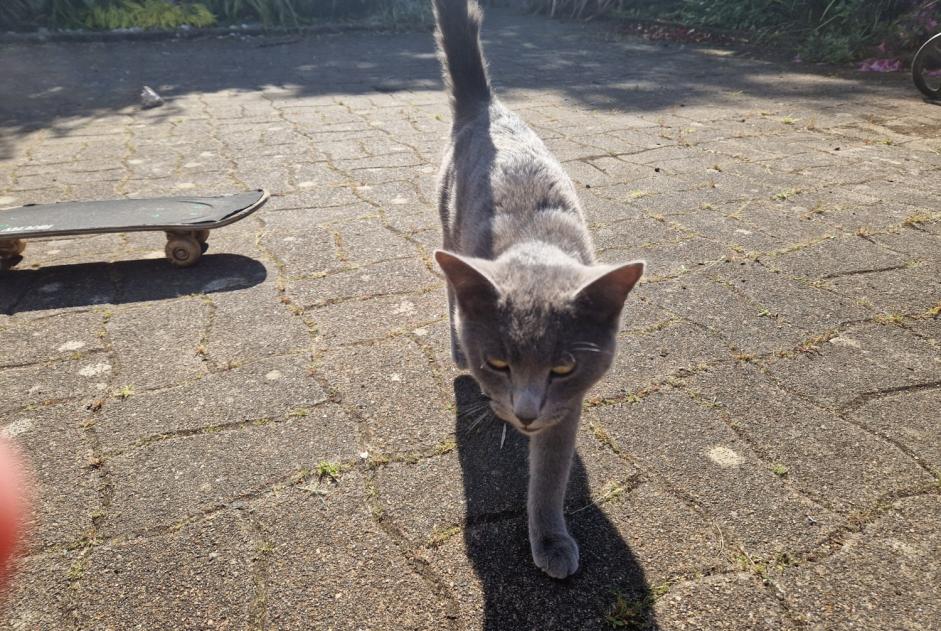 Avviso Ritrovamento Gatto Maschio , 1 anno Plobannalec-Lesconil Francia