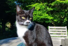 Avviso Ritrovamento Gatto Femmina Saint-Junien Francia
