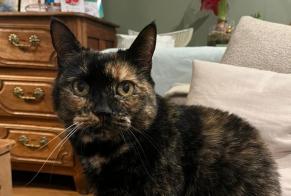 Avviso scomparsa Gatto  Femmina , 14 anni Riorges Francia