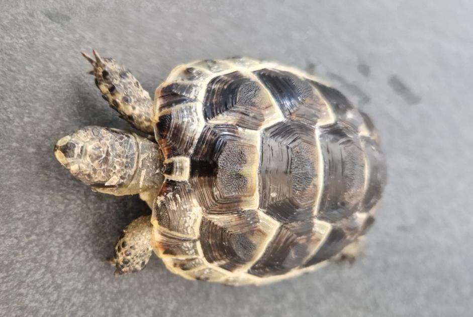 Fundmeldung Schildkröt Onbekannt Bulle Suisse