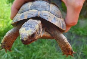 Fundmeldung En aneren Grond Tortue Onbekannt Fribourg Suisse