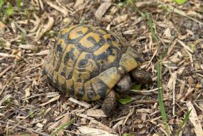 Ontdekkingsalarm Schildpad Onbekend Voisins-le-Bretonneux Frankrijk