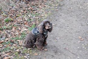 Verdwijningsalarm Hond  Mannetje , 11 jaar Val de Briey Frankrijk