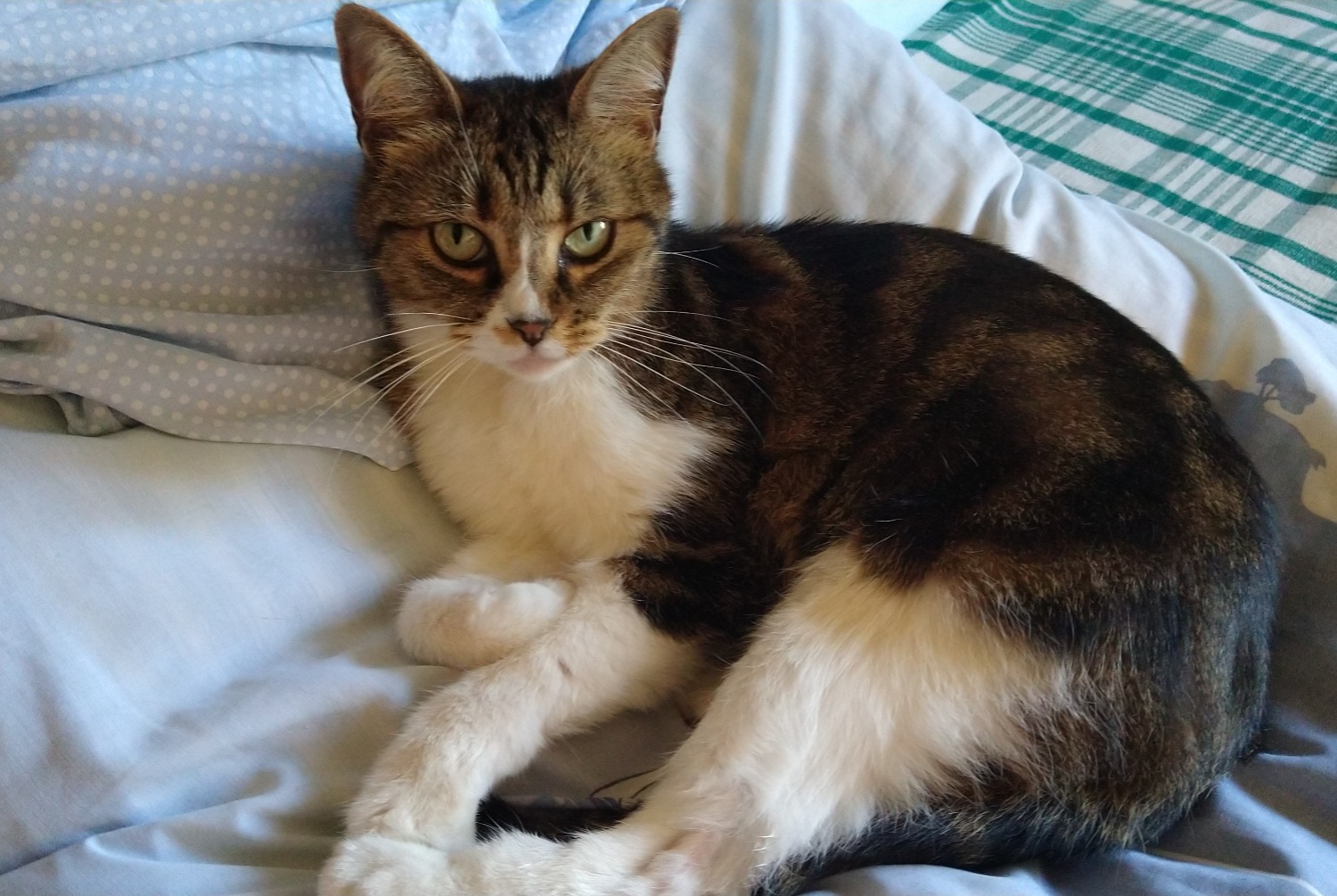 Alerta desaparecimento Gato cruzamento Fêmea , 13 anos Châtel-Guyon France