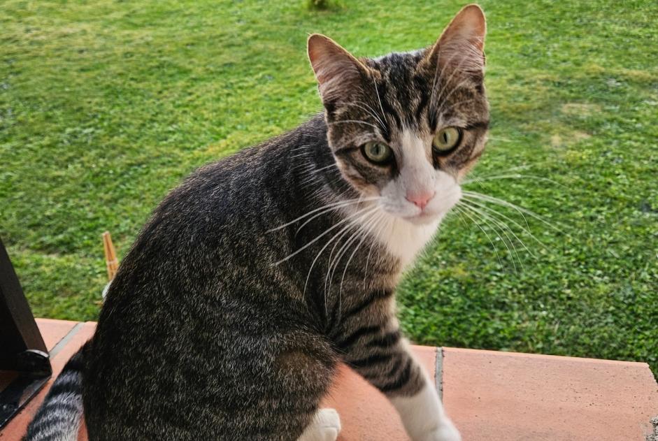 Alerta desaparecimento Gato Macho , 1 anos Saint-Alban France