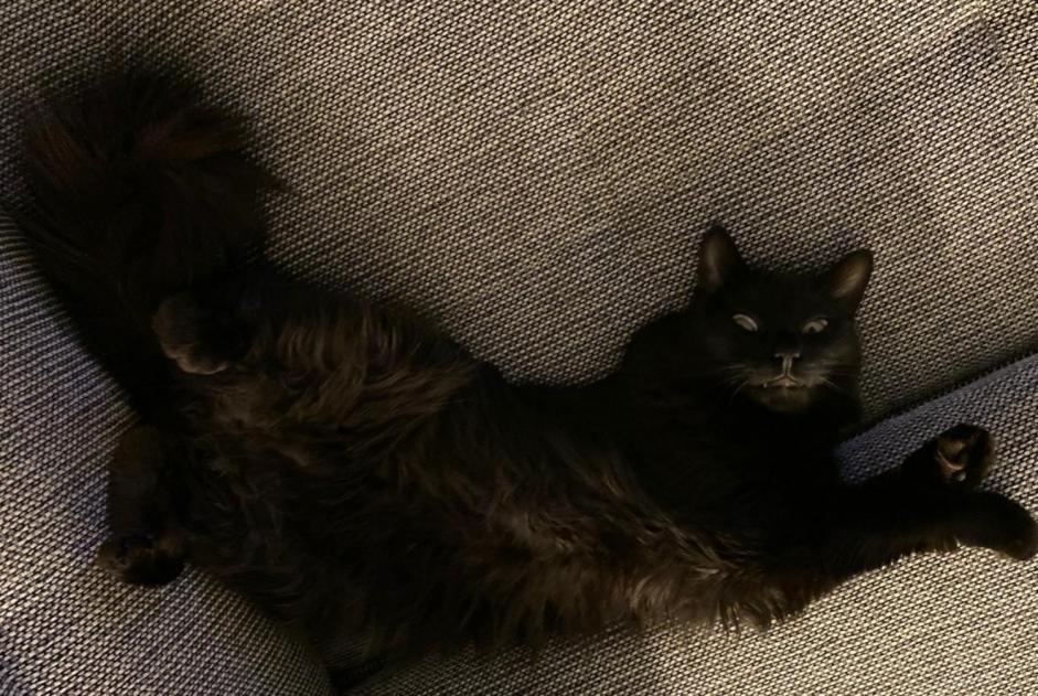 Alerta desaparecimento Gato Macho , 7 anos Cortaillod Switzerland