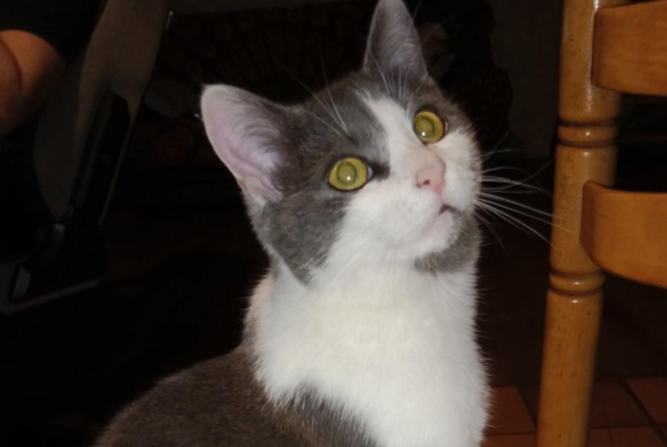 Alerta desaparecimento Gato Macho , 2 anos Lamure-sur-Azergues France