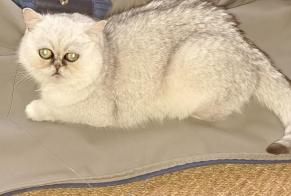 Alerta desaparecimento Gato  Fêmea , 2 anos Courtepin Switzerland