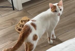 Alerta desaparecimento Gato Macho , 1 anos Rosheim France