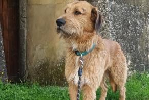 Alerta descoberta Cão  Macho Dieulefit France